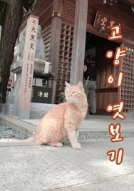 고양이 엿보기