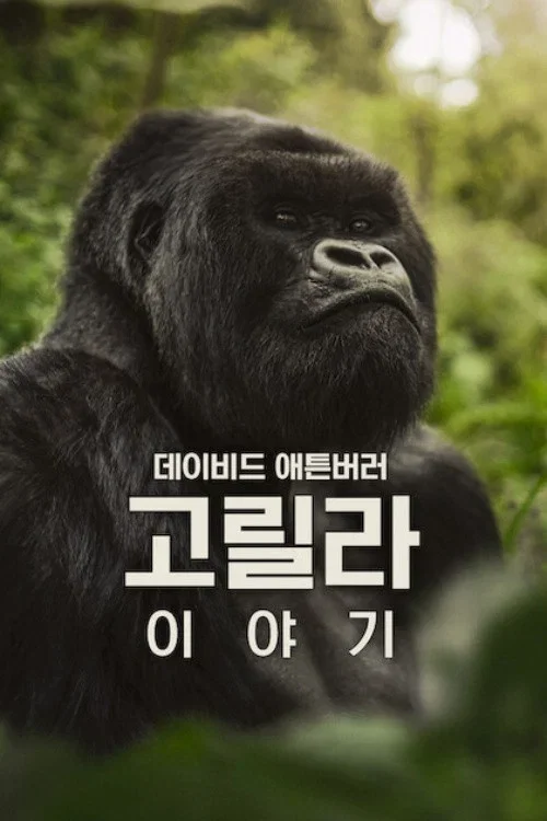데이비드 애튼버러: 고릴라 이야기