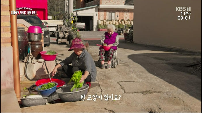 특집다큐 단양말 더빙극장 마카 모이래요!